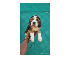 Show quality beagle puppy's available - 1