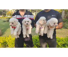 Show quality bichon frise puppy available