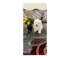 Show quality bichon frise puppy available