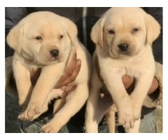 Labrador retriever puppies available in Delhi Gurgaon Noida location 7082092005