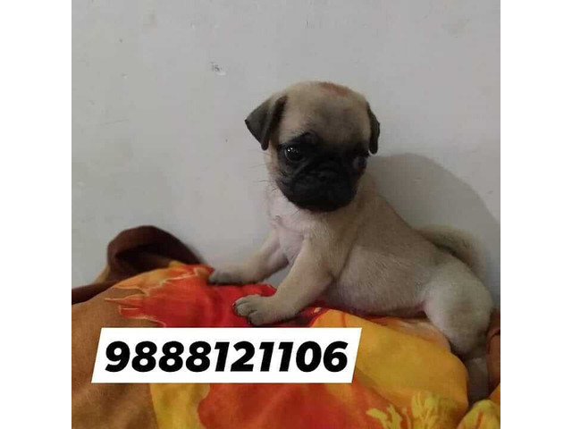 Pug puppy available call 9888121106 pet shop jalandhar pet shop onlne - 1/1