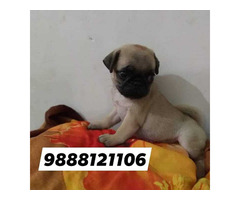 Pug puppy available call 9888121106 pet shop jalandhar pet shop onlne - 1