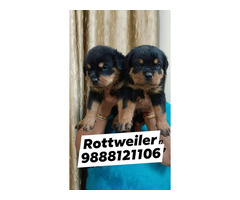 Rottweiler puppy available call 9888121106 pet shop dog store jalandhar city