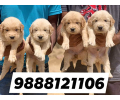 Golden Retriver puppy available call 9888121106 pet shop