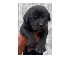 Labrador retriever puppies available in Delhi Gurgaon location 7082092005
