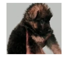German shepherd puppies available in best price 7082092005