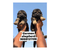 German shepherd puppy available call 9888121106 pet shop jalandhar