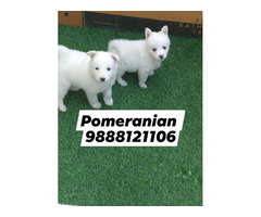 Pomeranian puppy available in jalandhar city 9888121106