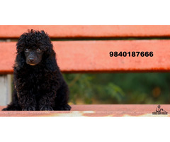 Toy poodle puppies for sale in chennai