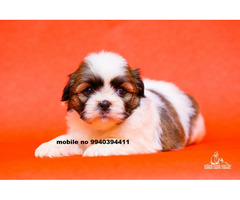 shih tzu puppies available in chennai 9840187666