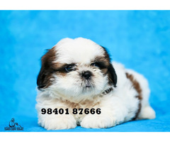 shih tzu puppies available in chennai 9840187666
