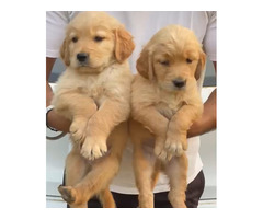 Golden Retriever Male and female available