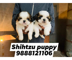 Shih Tzu puppy available call 9888121106 pet shop dog store jalandhar city