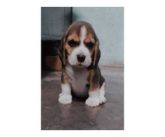 Beagle pups top quality pure breed with papers call 9671116765