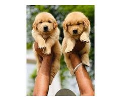 Golden Retriever pup's show quality with papers call 9671116765