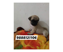 Pug puppy available call 9888121106 pet shop jalandhar pet shop onlne