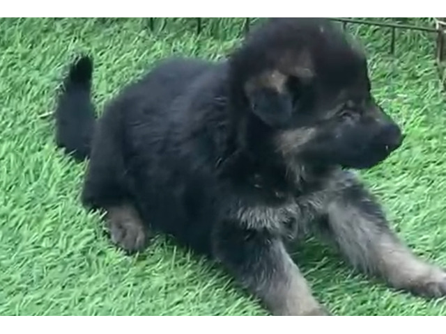 German shepard male and female available - 1/1