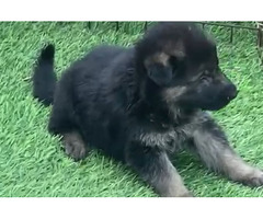 German shepard male and female available - 1