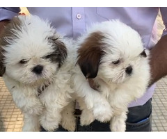 Shih Tzu male and female available