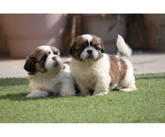 All Breed Top Quality puppies available 9891116714 Shih Tzu