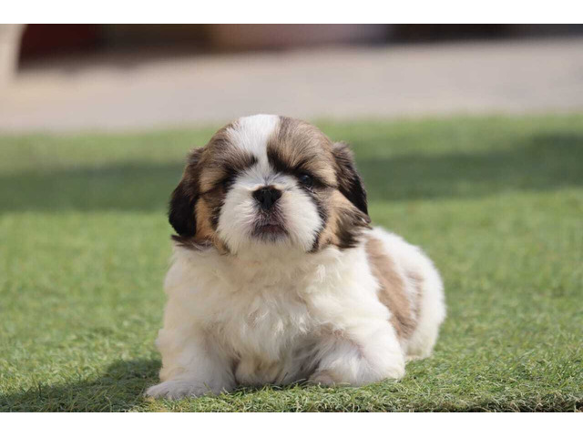 All Breed Top Quality puppies available 9891116714 Shih Tzu - 2/2