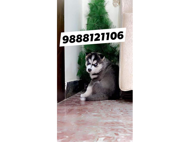 Siberian Husky puppy call 9888121106 available in jalandhar city pet shop - 1/1