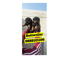 Rottweiler puppy available call 9888121106 pet shop dog store jalandhar city