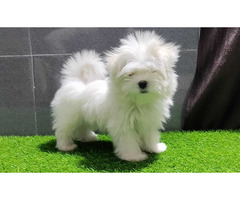 Maltese Puppies Available 9891116714