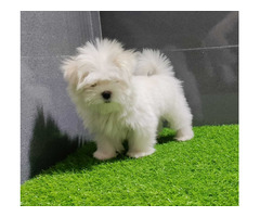 Maltese Puppies Available 9891116714