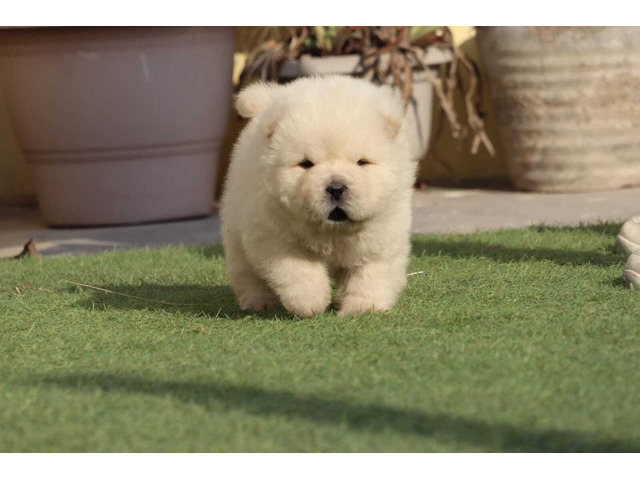 Top Quality Chow Chow Puppies available 9891116714 - 1/2