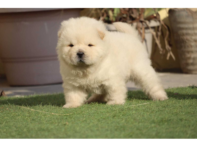 Top Quality Chow Chow Puppies available 9891116714 - 2/2