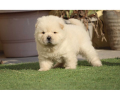 Top Quality Chow Chow Puppies available 9891116714