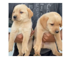 Labrador male black and golden available