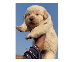 Golden retriever puppies are available 9050682071