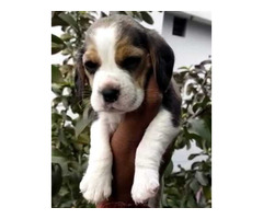 Beagle puppies are available 9050682071