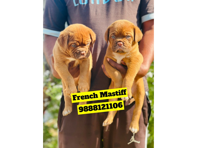 French mastiff puppy available call 9888121106 pet shop jalandhar city - 1/1
