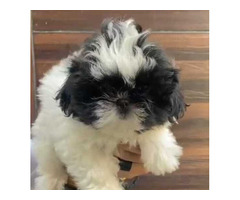 Shih Tzu puppies are available 9050682071