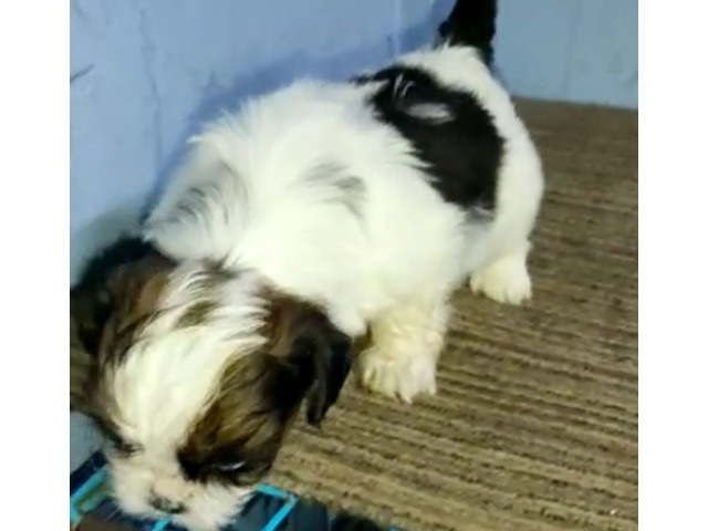 Shih Tzu puppies are available 9050682071 - 1/1