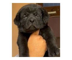 Black labrador retriever puppies available in Gurgaon 7082092005