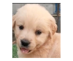 Golden retriever puppies are available 9050682071