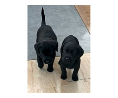 Labrador male and female available