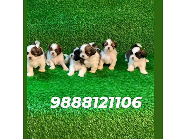 Shihtzu puppy available call 9888121106 pet shop jalandhar city - 1/2