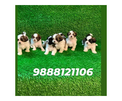 Shihtzu puppy available call 9888121106 pet shop jalandhar city - 1