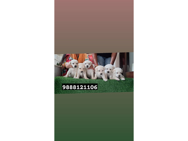 Labrador puppy available in jalandhar call 9888121106 - 1/1