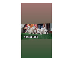 Labrador puppy available in jalandhar call 9888121106