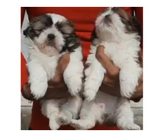 Shitzu puppies available in Gurgaon Delhi 8570830887