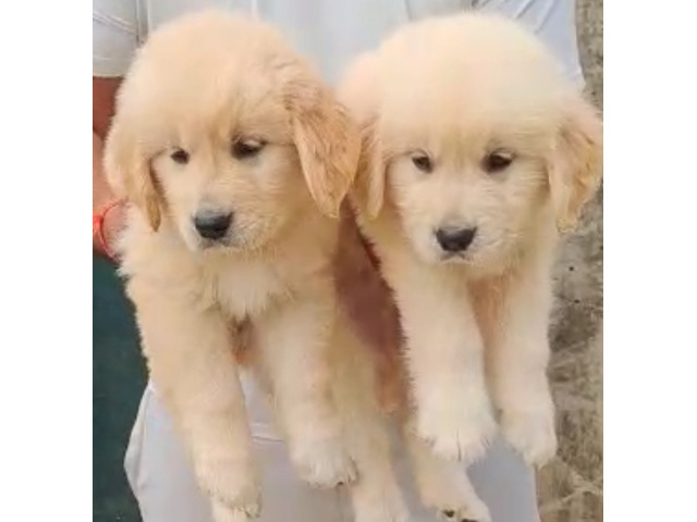 Golden Retriever Male and female available in best price 8570830887 - 1/1