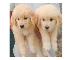 Golden Retriever Male and female available in best price 8570830887