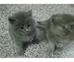 Himalayan kitten blue eyes and normal eyes available - 1