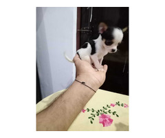 All Breed Top Quality puppies available 9891116714 Chihuahua